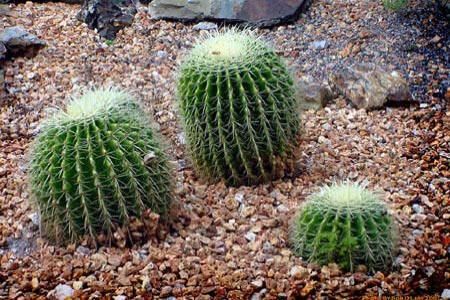 Cele mai populare mituri despre cactusi